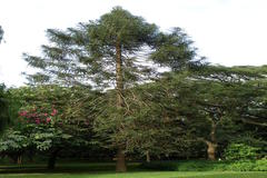 Araucaria bidwillii